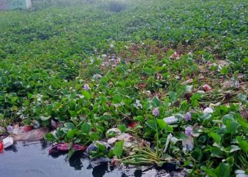 Saluran Irigasi di Karawang Dipenuhi Eceng Gondok