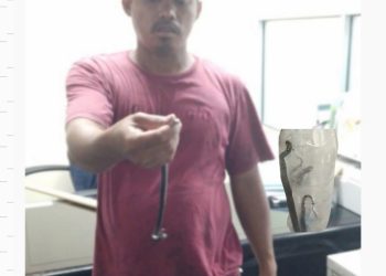 Belasan Anak Ular Cobra Berkeliaran di Ruang Kerja DP3A Kabupaten Bekasi