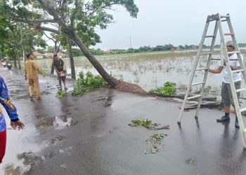 Diterla Hujan Deras, Sejumlah Pohon di Jalan Raya Sukawangi Tumbang