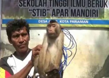 Pemetik Kelapa Ulung Alumnus Sekolah Tinggi Ilmu Beruk  ‎