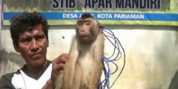 Pemetik Kelapa Ulung Alumnus Sekolah Tinggi Ilmu Beruk  
